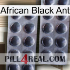 African Black Ant 31